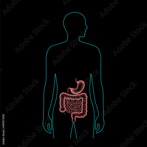 Digestive tract anatomy