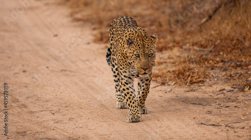 Leopard walking down a path in South Africa