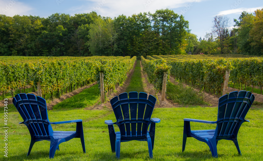 Vineyards of a winery in Niagara valley, Ontario, Canada