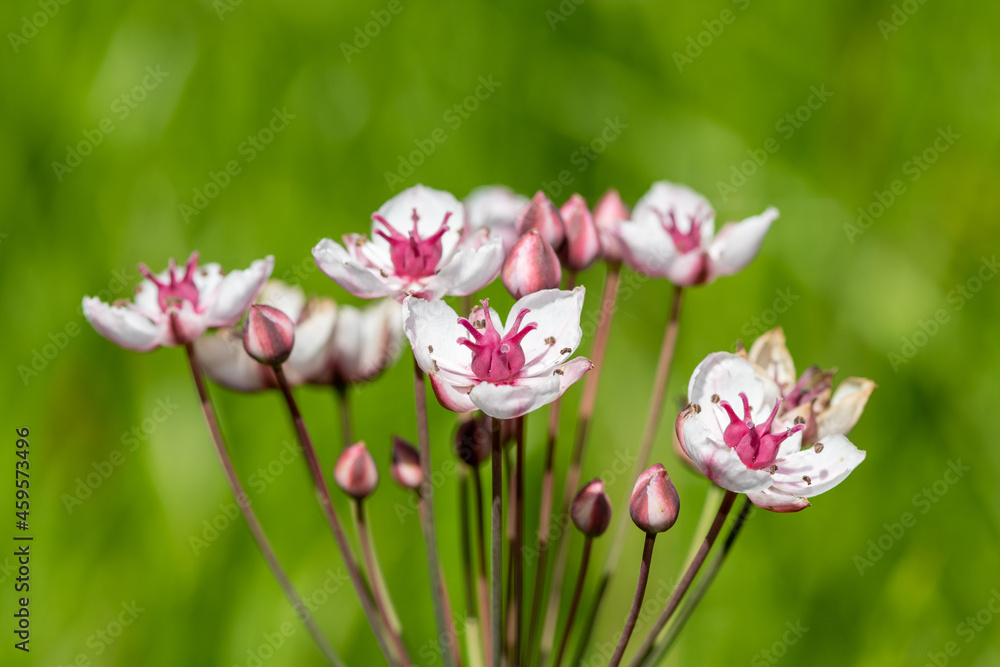 Grass rush (butomus umbellatus) flowers Grass rush (butomus umbellatus) flowers