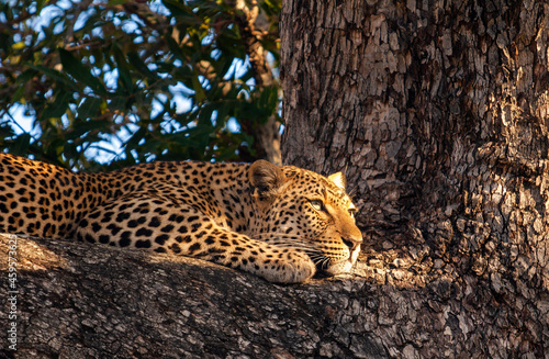 leopard in the tree