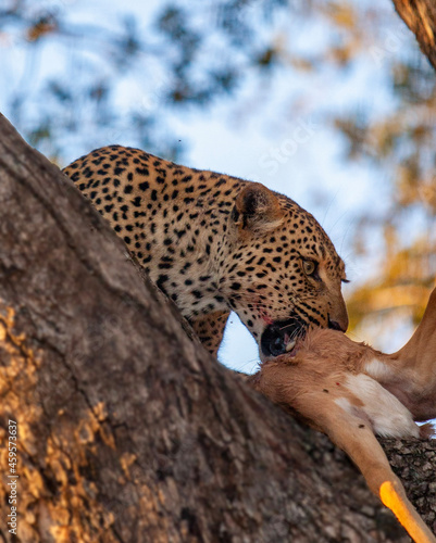leopard in the tree
