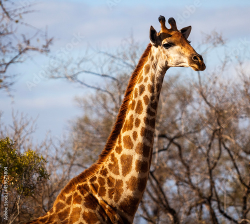giraffe in the zoo © Patrick