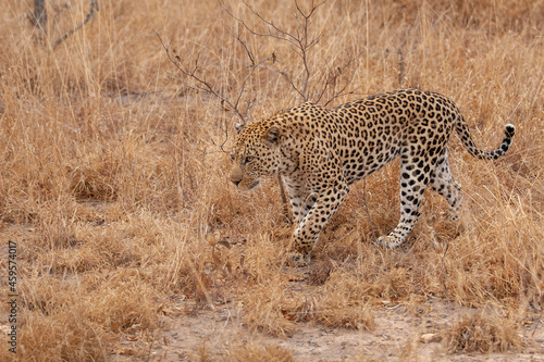 cheetah in serengeti national park