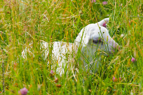 Springtime lamb, separated from its mother, lies within a high grass