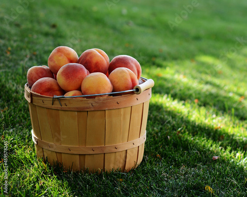 Peaches in a Wooden Basket sitting in the shade