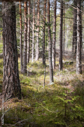 Forest pine trunks in spring forest © Alexander