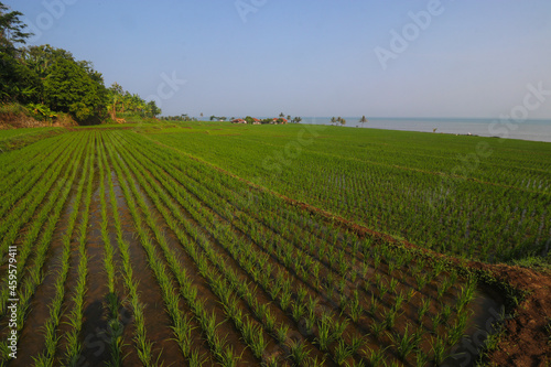 Rice fields with clear blue sky in the morning near the Loji beach Sukabumi, Indonesia.