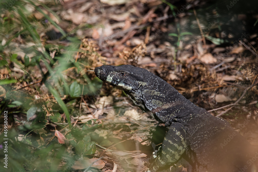 Obraz premium Beautiful wild goanna in Australia