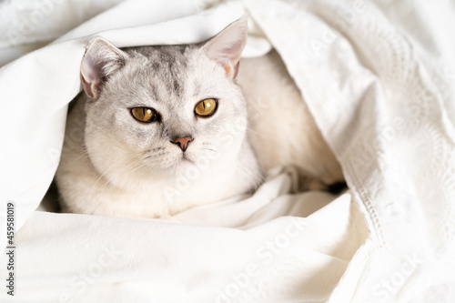beautiful white thoroughbred cat Scottish straight-eared in a white bed, pet