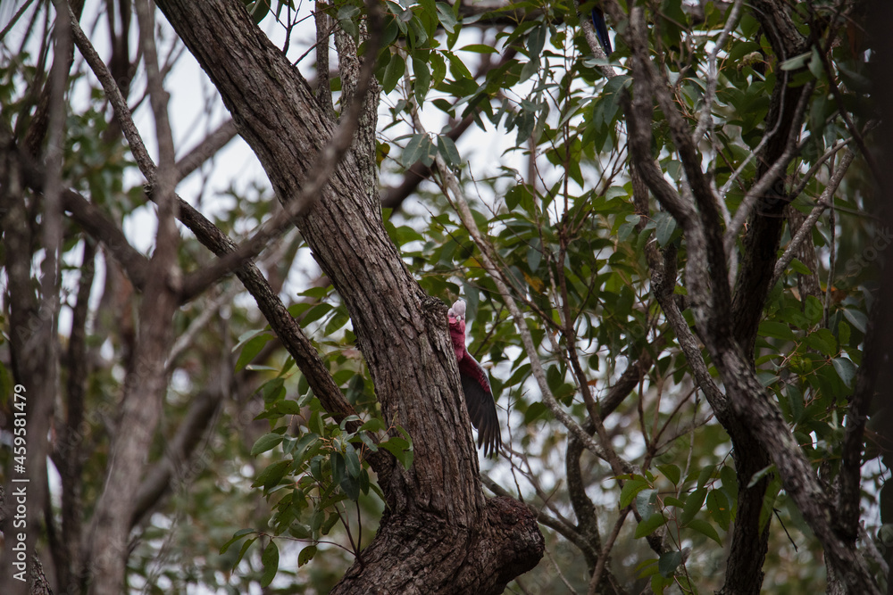 A pair of galahs investigating their nest in a tree. A pair of galahs investigating their nest in a tree.