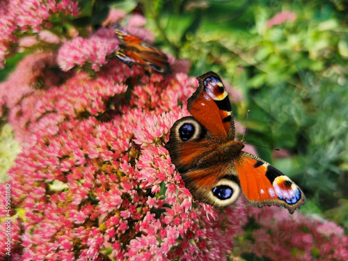 Motyl tapeta photo