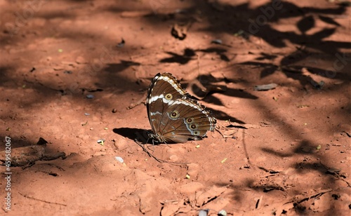 borboleta no Cerrado photo