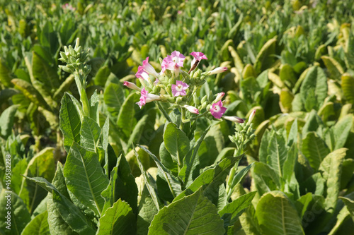 Flowers of tobacco plants in the field © triocean