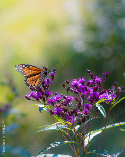 Monarch Butterfly