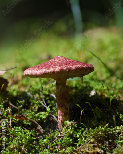 Bolete in Moss