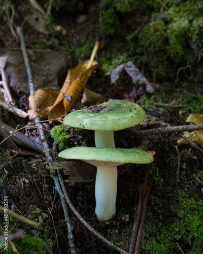 Green Russula