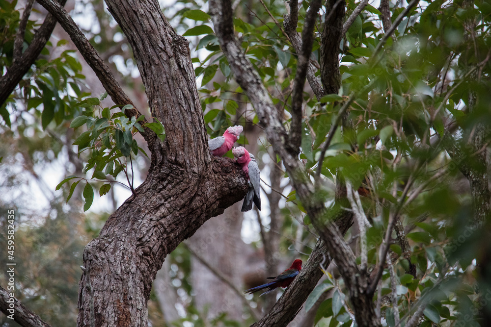 Fototapeta premium A pair of galahs investigating their nest in a tree.
