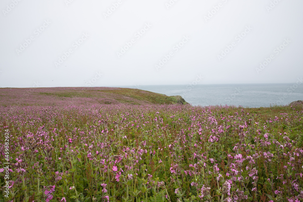 Coast of skomer island off the Pembrokeshire coast with red campion in bloom