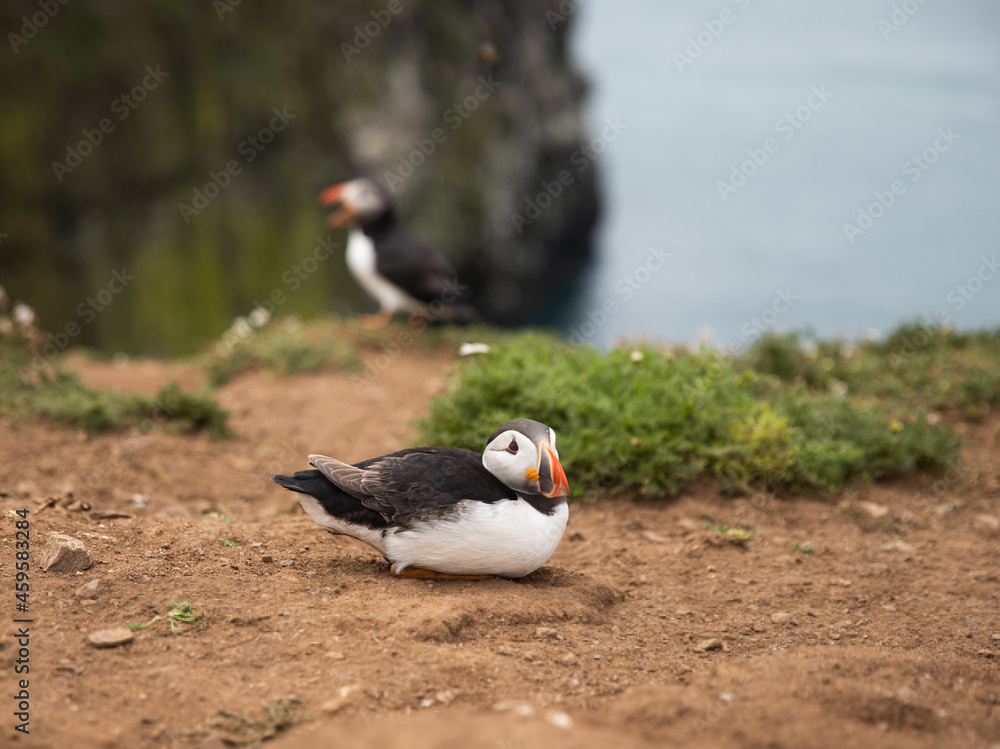 Image of an Atlantic puffin resting Image of an Atlantic puffin resting