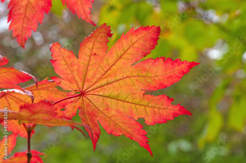 Beautiful red pink yellow autumn maple leaf close up on a background of green leaves in the sun
