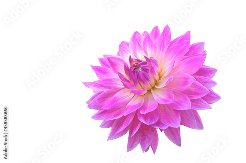 One beautiful pink dahlia flower close up on white isolated background