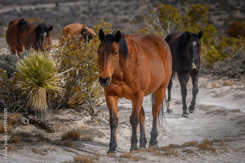 Herd of Wild Mustangs in the desert