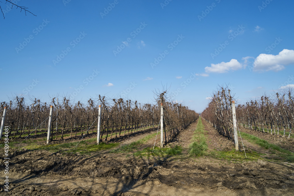 Image of apple orchard in early spring. Image of apple orchard in early spring.
