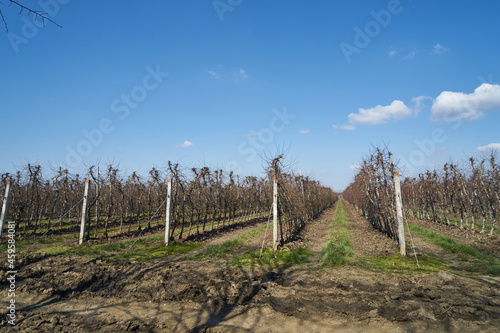Fototapeta Naklejka Na Ścianę i Meble -  Image of apple orchard in early spring.