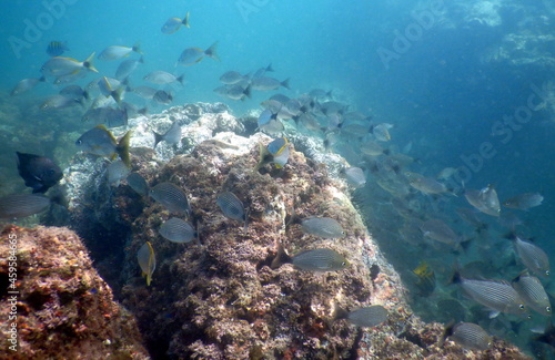 Costa Rica Pacific sealife