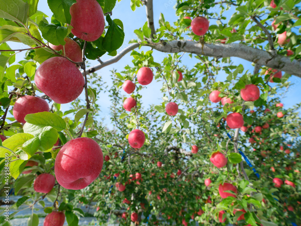 たわわに実る真っ赤に完熟したリンゴ園の風景
