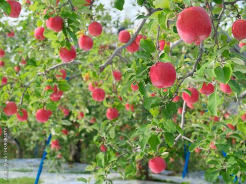 真っ赤に完熟した早生ふじ