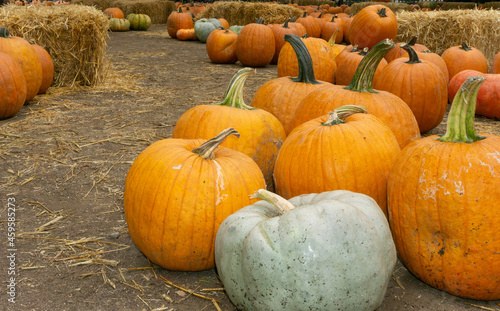 White pumpkin among orange pumpkins.