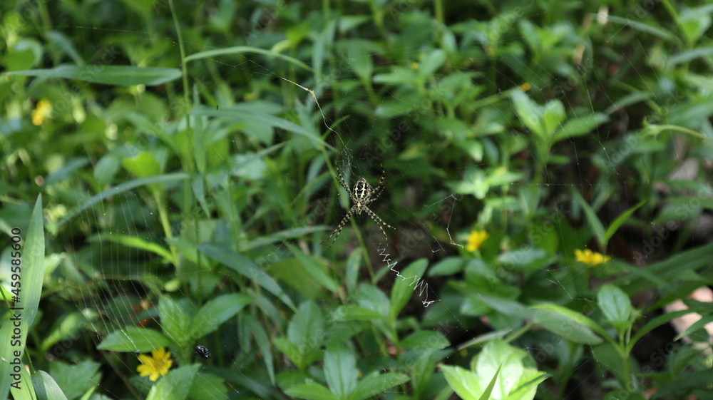 Closeup of the underside of a St. Andrew's cross spider on her web Closeup of the underside of a St. Andrew's cross spider on her web