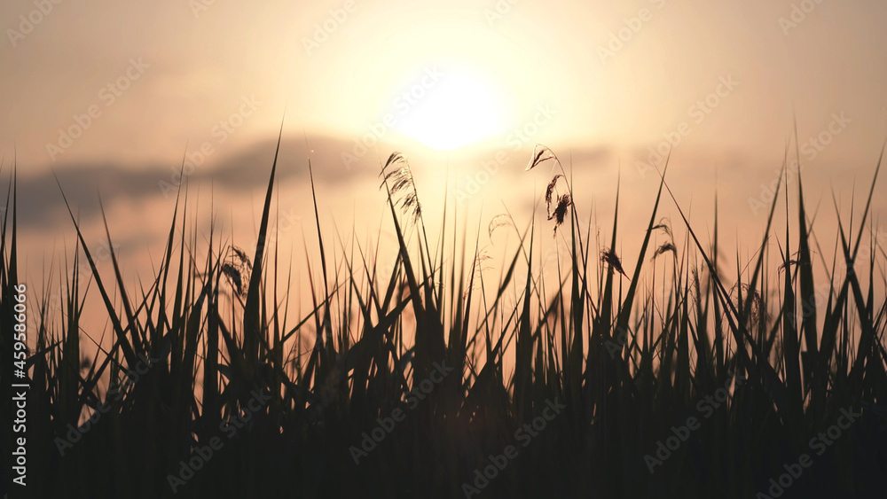 Obraz premium Silhouette of the grass at sunset on a summer evening.