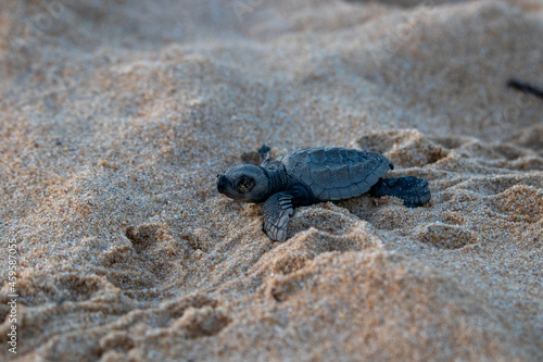 Émergence de tortues sur la plage en Guyane