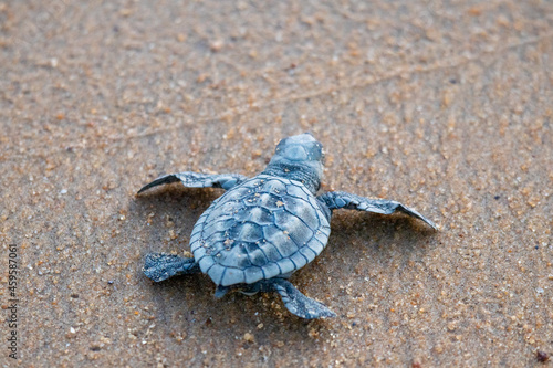 Émergence de tortues en Guyane