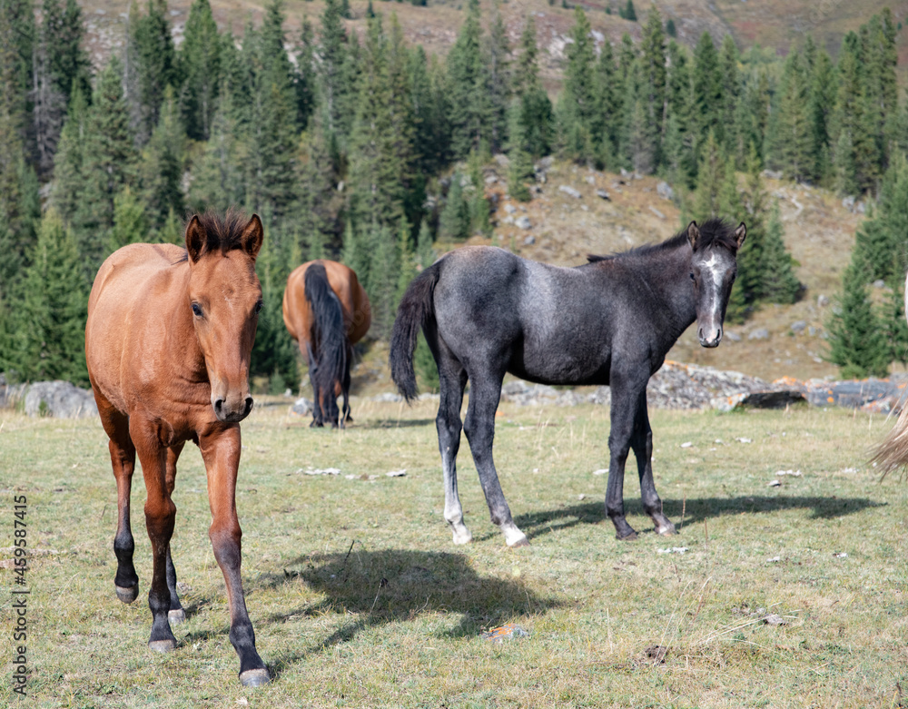 Obraz premium horse and foal