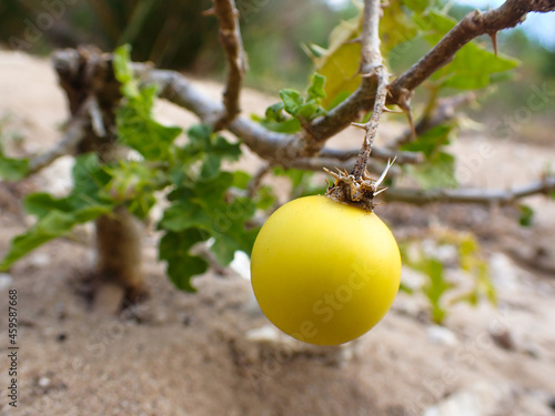 Bilde på lerret Poisonous Devil's Apple Nightshade Fruit (Solanum linnaeanum)
