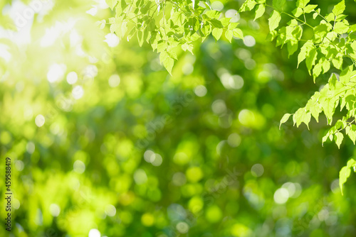 Beautiful nature view green leaf on blurred greenery background under sunlight with bokeh and copy space using as background natural plants landscape, ecology wallpaper concept.
