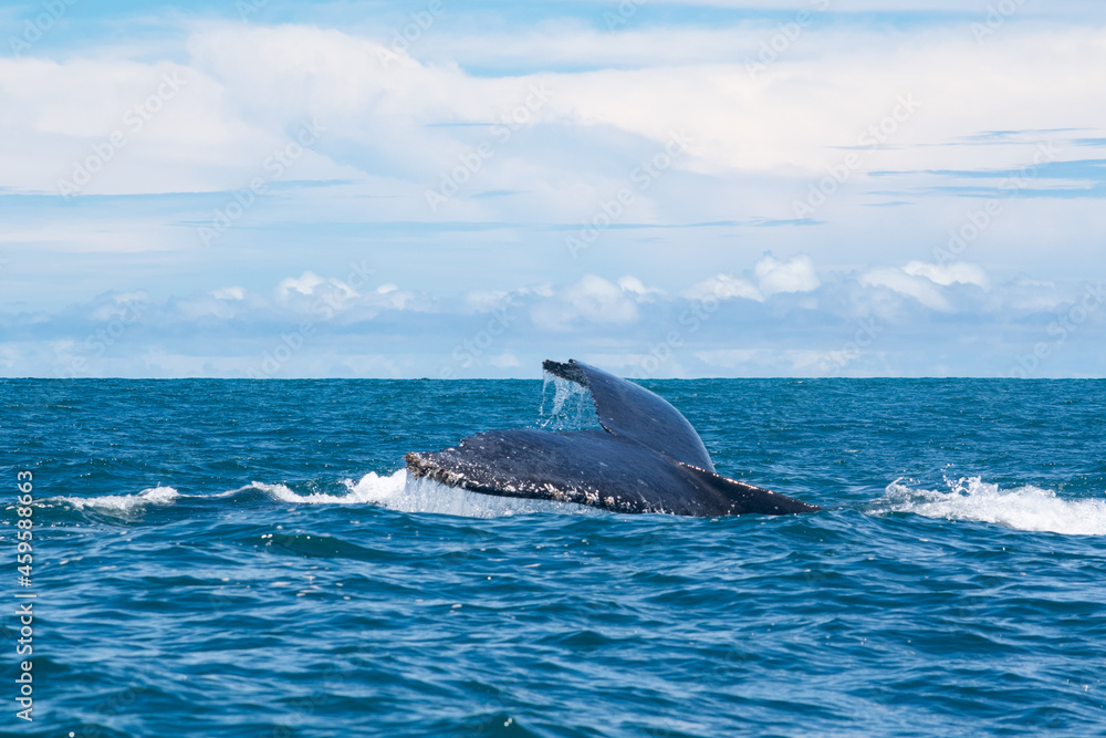 Fototapeta premium humpback tail