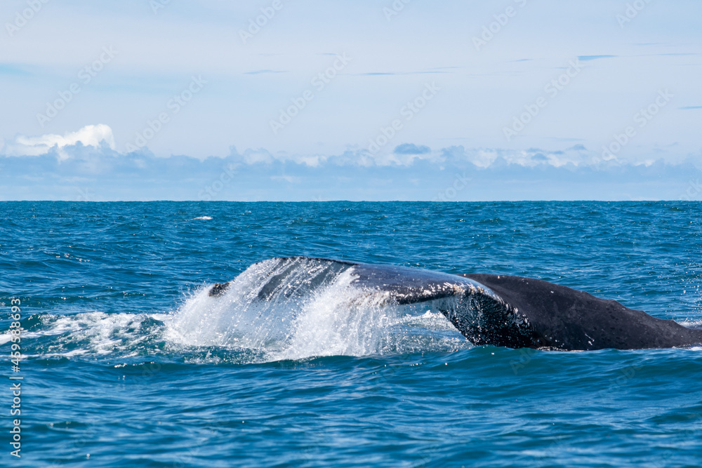 Fototapeta premium humpback tail