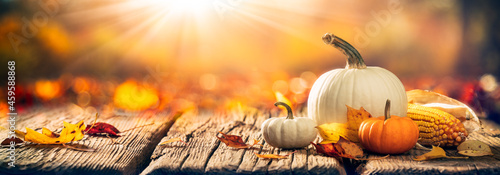  Mini Pumpkins, Corn And Leaves On Wooden Harvest Table With Sunlight - Thanksgiving / Harvest Background
