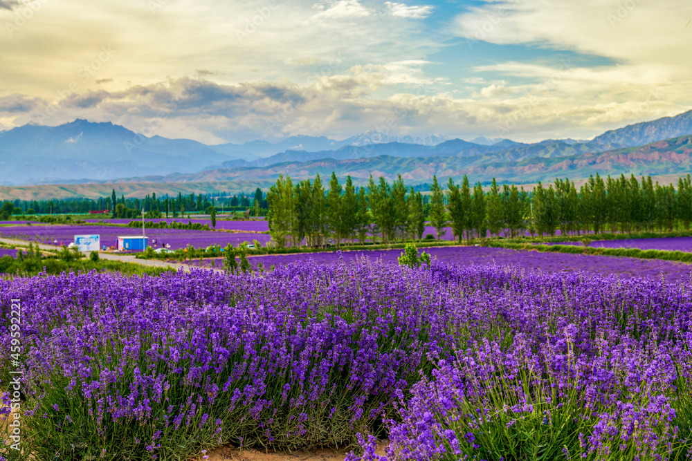 Princess Sadness Lavender Estate sunset in Huocheng county Xinjiang Uygur Autonomous Region, China.
Princess Sadness Lavender Estate sunset in Huocheng county Xinjiang Uygur Autonomous Region, China.