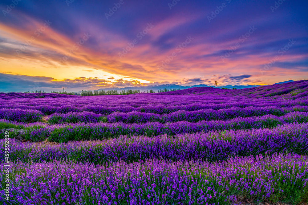 Obraz premium Princess Sadness Lavender Estate sunset in Huocheng county Xinjiang Uygur Autonomous Region, China. 