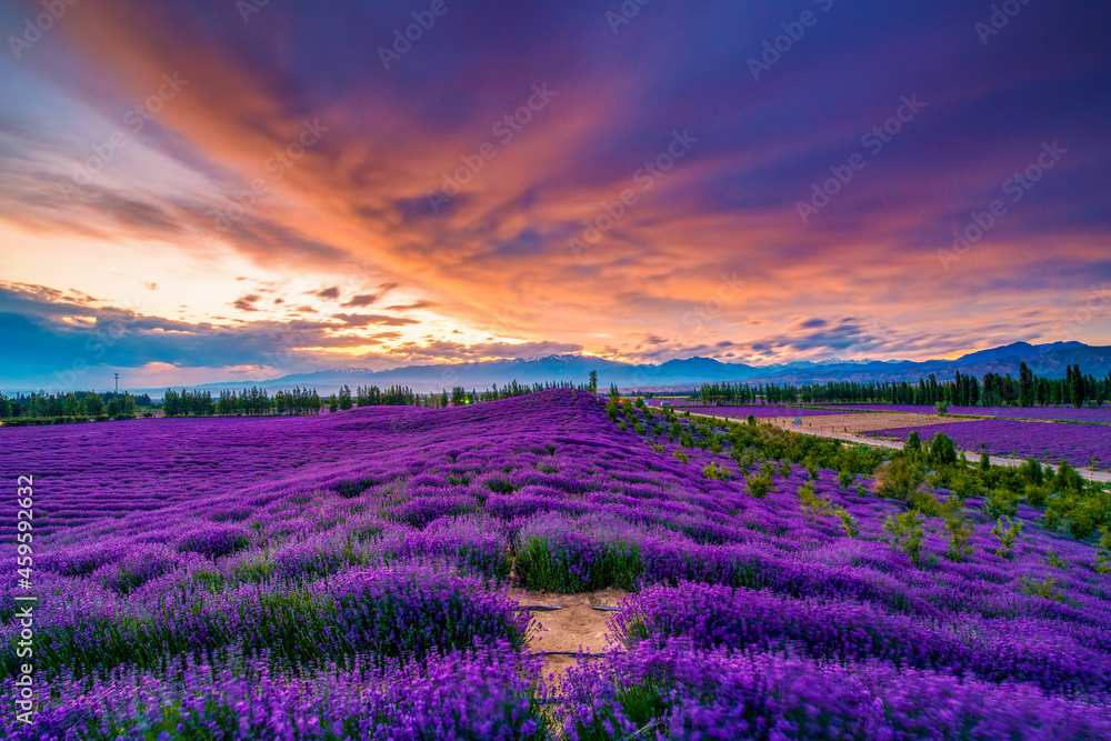 Princess Sadness Lavender Estate sunset in Huocheng county Xinjiang Uygur Autonomous Region, China.
Princess Sadness Lavender Estate sunset in Huocheng county Xinjiang Uygur Autonomous Region, China.