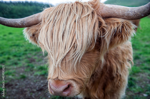 Symbolic highland coo portrait in Scotland, UK