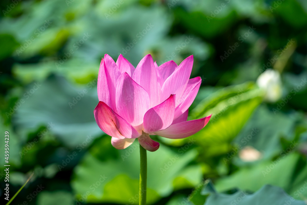 연꽃 연꽃