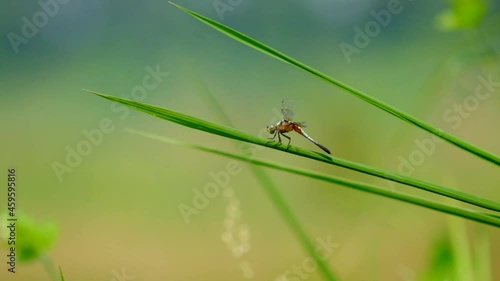 Brachydiplax calybea photo