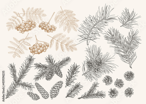 Botanical set with conifers and rowan. Christmas collection with mountain ash  pine and fir branches and cones. Engraving style. Black and White and golden background.